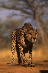 The all powerful cheetah!